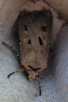 Agrotis exclamationis