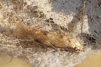 Mompha epilobiella