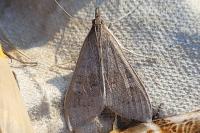 Mecyna asinalis