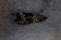 Celypha lacunana