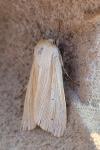 Mythimna pallens