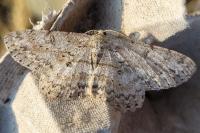 Hypomecis punctinalis
