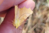 Ennomos alniaria