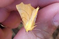Ennomos alniaria