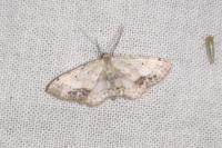 Idaea dimidiata