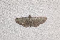 Pasiphila rectangulata