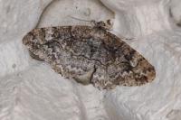 Alcis repandata