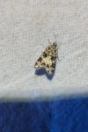 Eudonia delunella