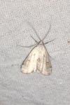 Parapoynx stratiotata