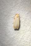 Katha depressa