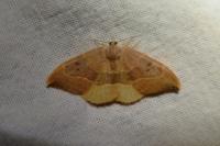 Watsonalla binaria