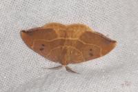 Watsonalla binaria