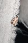 Elaphria venustula