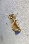 Habrosyne pyritoides