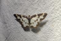 Lomaspilis marginata