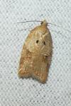 Acleris ferrugana/notana