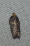 Acleris hastiana