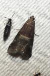 Acrobasis marmorea