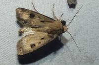Agrotis exclamationis