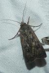 Agrotis segetum