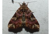 Callopistria juventina