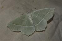 Campaea margaritaria