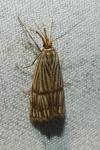 Chrysocrambus linetella