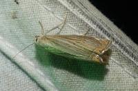 Chrysoteuchia culmella