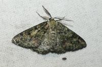 Cleorodes lichenaria