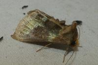 Diachrysia chrysitis