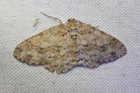 Ectropis crepuscularia