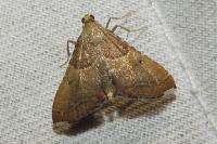 Endotricha flammealis