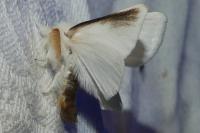 Euproctis chrysorrhoea