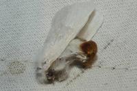 Euproctis chrysorrhoea