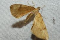 Gandaritis pyraliata
