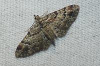 Gymnoscelis rufifasciata