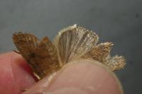 Hoplodrina octogenaria