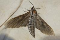 Hyloicus maurorum/pinastri