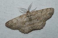 Hypomecis punctinalis