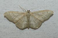 Idaea aversata