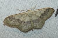 Idaea aversata