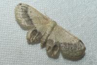 Idaea aversata