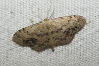 Idaea dimidiata