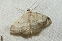 Idaea dimidiata