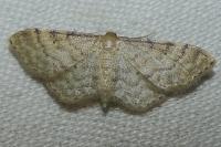 Idaea fuscovenosa