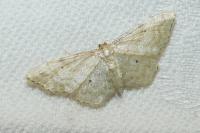 Idaea fuscovenosa