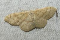 Idaea deversaria