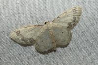 Idaea trigeminata