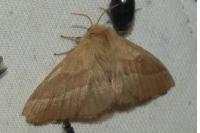Malacosoma neustria