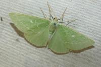 Thetidia smaragdaria